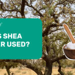 How is shea butter used?