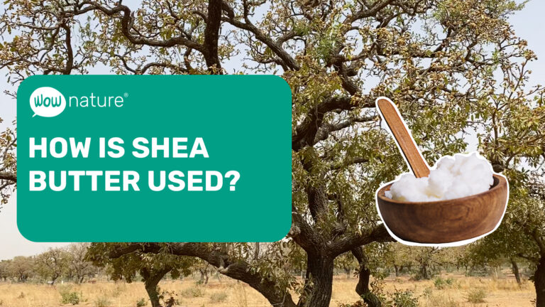 How is shea butter used?
