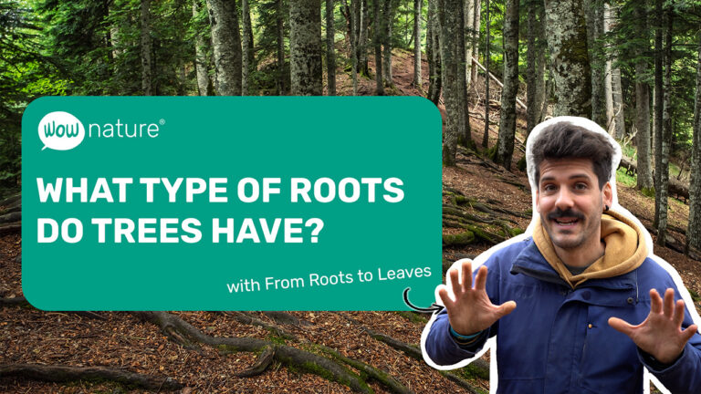 What type of roots do trees have?