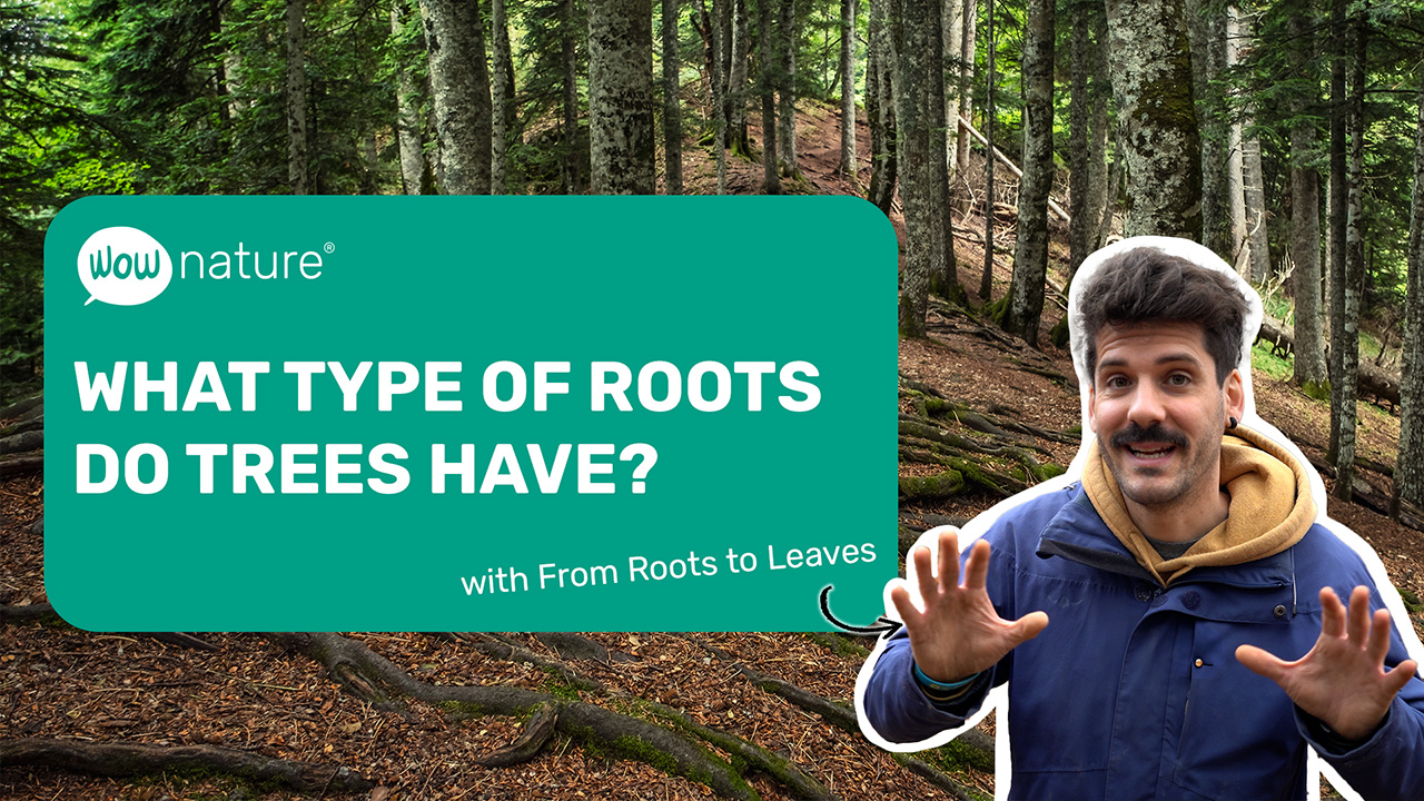 What type of roots do trees have?