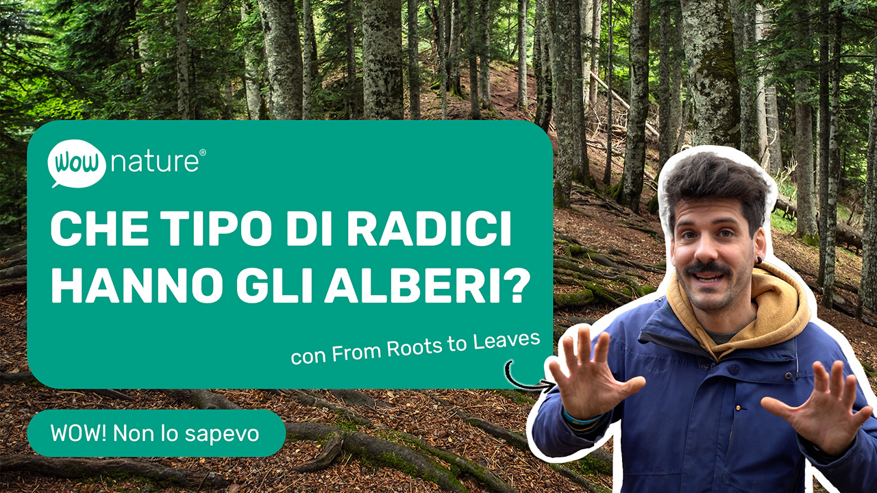 Che tipo di radici hanno gli alberi?