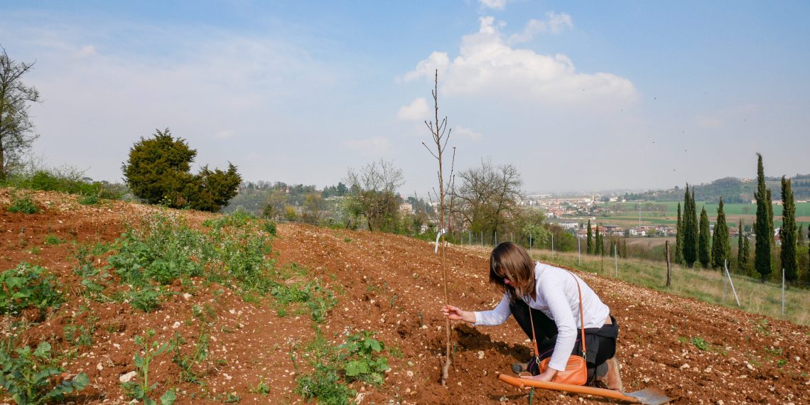 bosco delle vigne