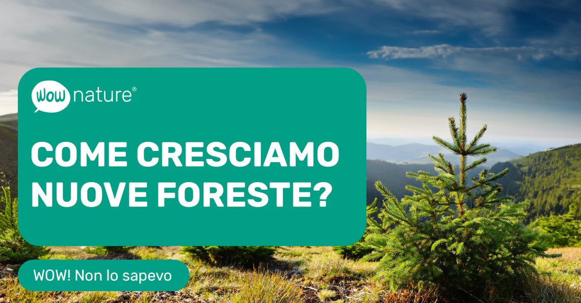 WOW_video_Come cresciamo nuove foreste_IT