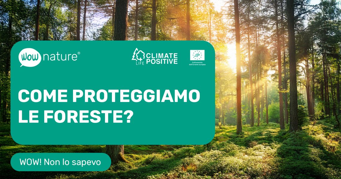 WOW_video_Come proteggiamo le foreste_IT