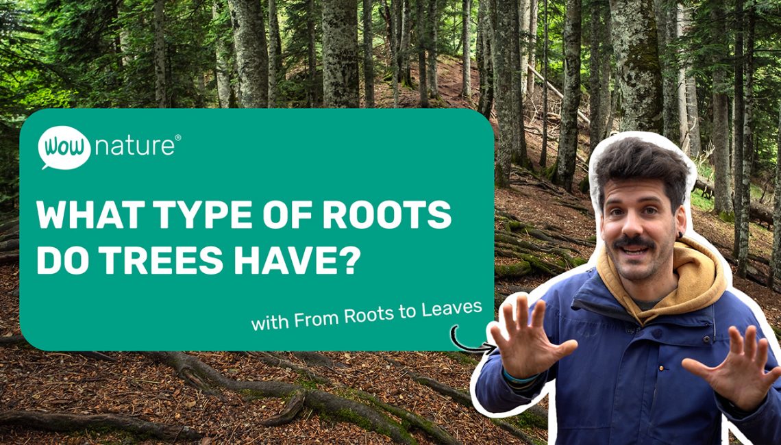 What type of roots do trees have?