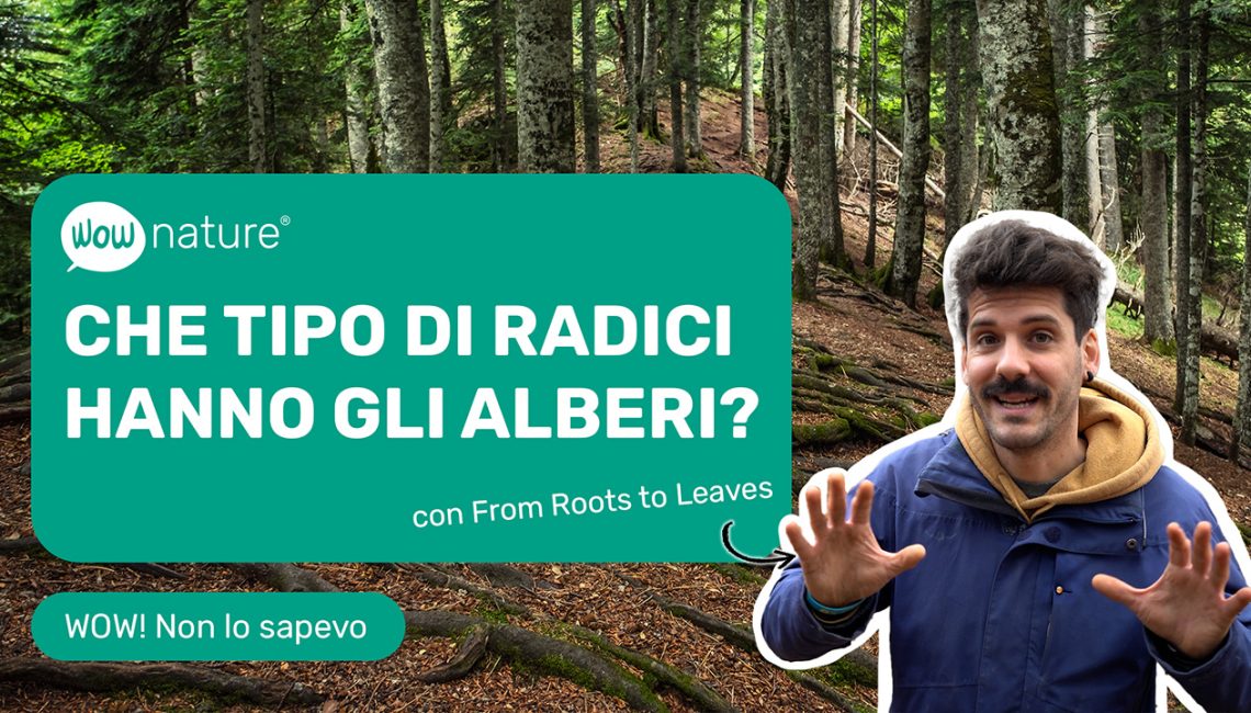 Che tipo di radici hanno gli alberi?