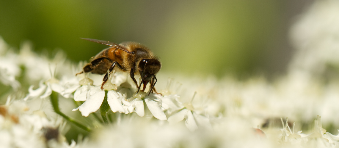api e impollinatori